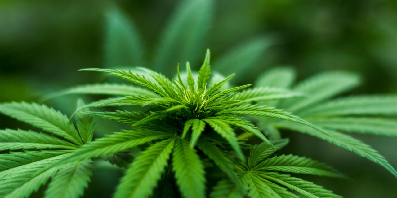 CBN vs CBD: A Deep Dive into Cannabinoids for Athletes