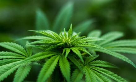 CBN vs CBD: A Deep Dive into Cannabinoids for Athletes